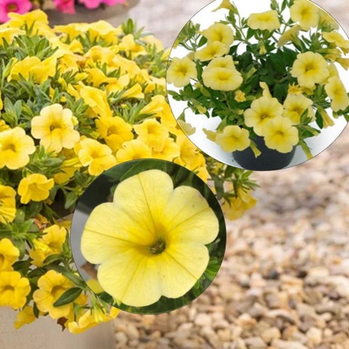 Calibrachoa POCKET 'Yellow' - Puispetuunia POCKET 'Yellow' P9/0,55L